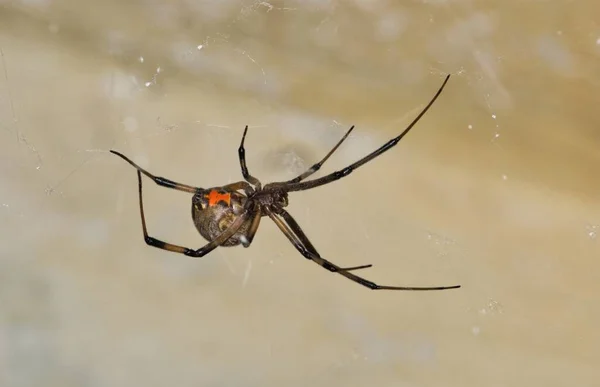Brown Widow Spider Latrodectus Geometricus Svém Webu Boční Pohled Kopírovat — Stock fotografie