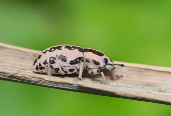 Sesbania Clown Weevil Eudiagogus Rosenschoeldi Plant Stem Found Usa Considered — Stock Photo, Image