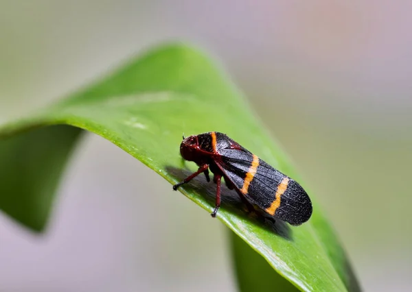 Two Lined Spittlebug Prosapia Bicincta Leaf Tiny Insect Considered Agricultural — Stock Photo, Image