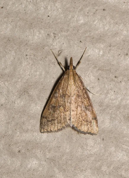 Σέλινο Leaftier Moth Udea Rubigalis Τοίχο Είδη Ανήκουν Στην Οικογένεια — Φωτογραφία Αρχείου