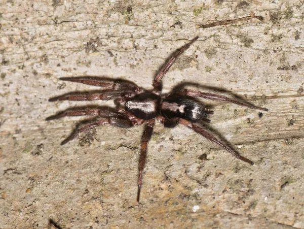 Eastern Parson Spider Herpyllus Ecclesiasticus Cazando Por Noche Tronco Árbol —  Fotos de Stock
