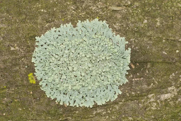 Lichene Verde Comune Flavoparmelia Caperata Che Cresce Albero Crepe Myrtle — Foto Stock