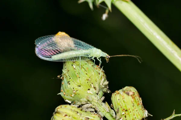 在德克萨斯州休斯顿市 成虫绿色的羽翼晚上在花蕾上吃蚜虫 蜻蜓是吃害虫的有益物种 — 图库照片