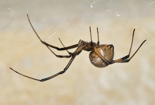 Brown Widow Spider Latrodectus Geometricus Svém Webu Boční Pohled Kopírovat — Stock fotografie