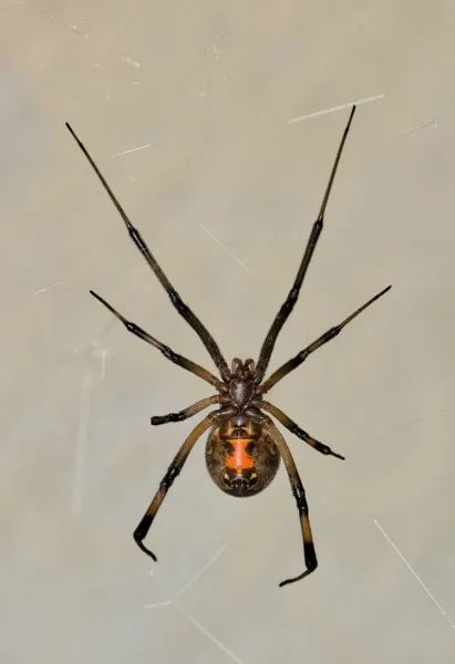 Brown Widow Spider Latrodectus Geometricus Its Web Ventral View Copy Fotos de stock libres de derechos
