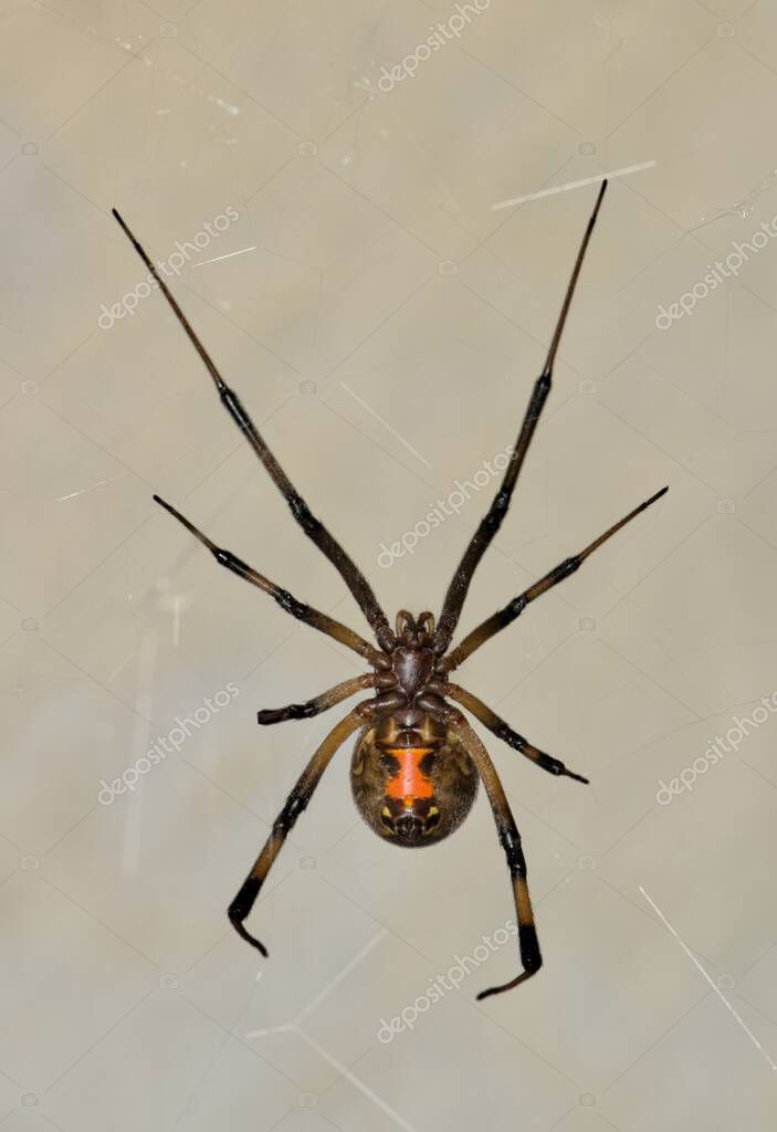 Brown Widow Spider (Latrodectus geometricus) en su web en Houston, TX. Menos venenosos que sus