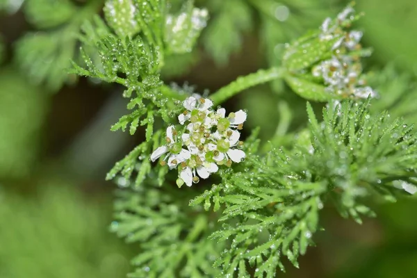 Shepherds Needle Scandix Pecten Veneris Plant Flowers Leaves Water Droplets — Stock Photo, Image