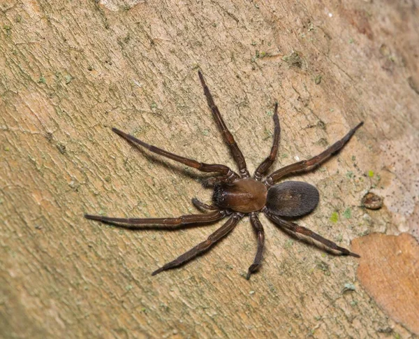 Hacklemesh Weaver Αράχνη Metaltella Simoni Κυνήγι Εντόμων Θήραμα Μια Κρέπα — Φωτογραφία Αρχείου