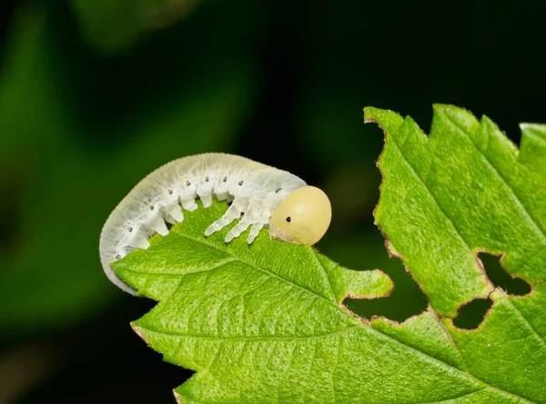 Elm Sawfly Caterpillar Cimbex Americanus Eet Nachts Een Iepblad Houston — Stockfoto