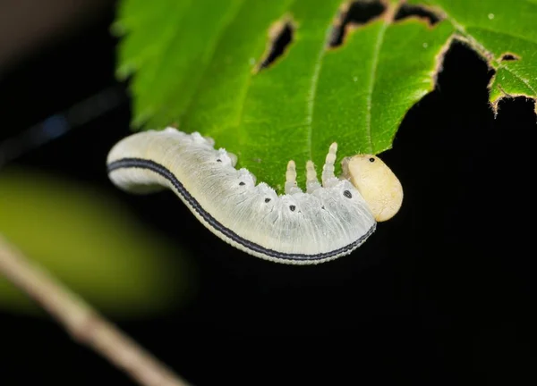 Elm Sawfly Caterpillar Cimbex Americanus Comiendo Una Hoja Olmo Durante — Foto de Stock
