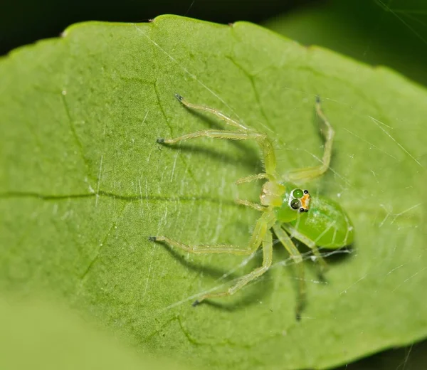 매그놀리아 Lyssomanes Viridis 거미집에서 미국에서 서식하지만 대부분은 남부에서 서식한다 — 스톡 사진