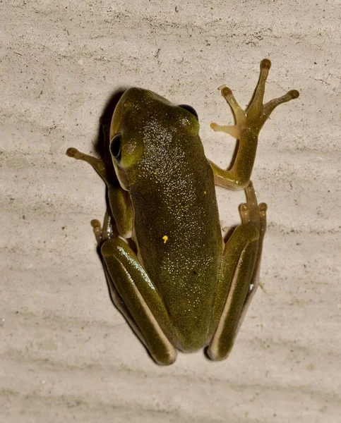 American Green Tree Frog Dryophytes Cinereus Hyla Cinerea Cazando Insectos — Foto de Stock