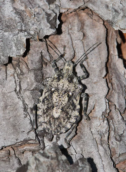 Rough Stink Bug Brochymena Sulcata Vue Dorsale Macro Camouflé Sur — Photo