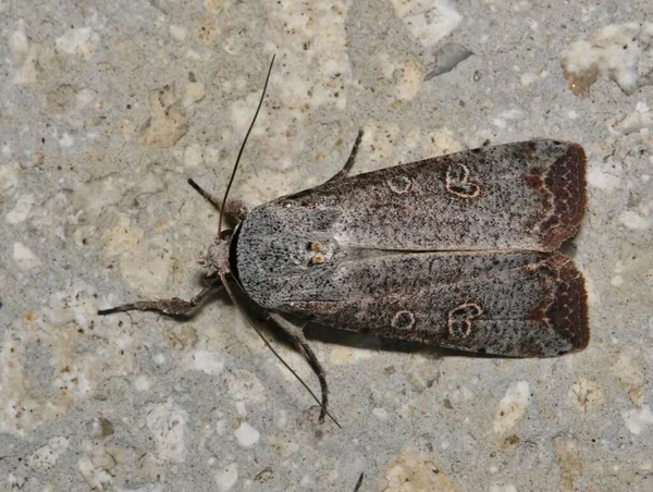 Zielony Cutworm Moth Anicla Infecta Widok Grzbietowy Ścianie Cementu Niszczycielskie — Zdjęcie stockowe