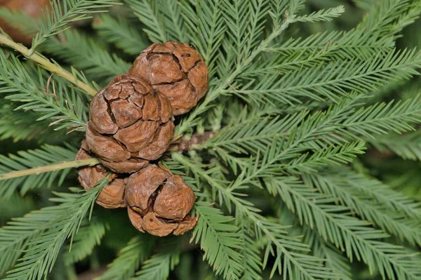 Bald Cypress Taxodium Distichum Isolated Leaves Cone Seed Pods Houston — Stock Photo, Image