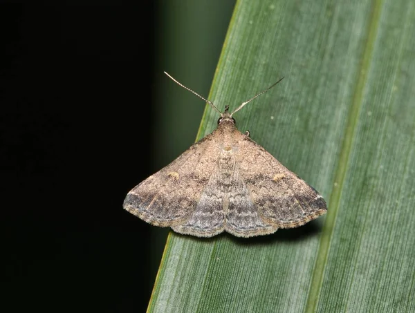 Florida Owlet Moth Ανδρική Ραχιαία Άποψη Tetanolita Floridana Ένα Φυτό — Φωτογραφία Αρχείου