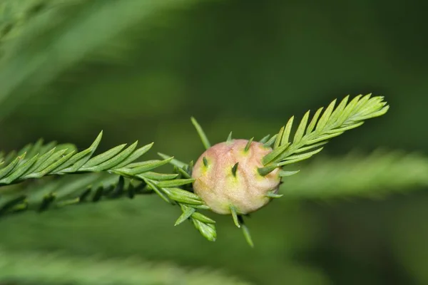 Bald Cypress Taxodium Distichum Isolated Leaves Cone Seed Pod Houston — Stock Photo, Image