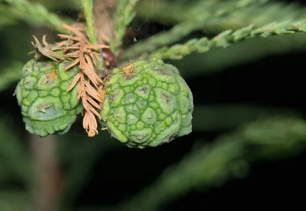 Лысый Кипарис Taxodium Distichum Изолированные Листья Незрелые Стручки Семян Конуса — стоковое фото