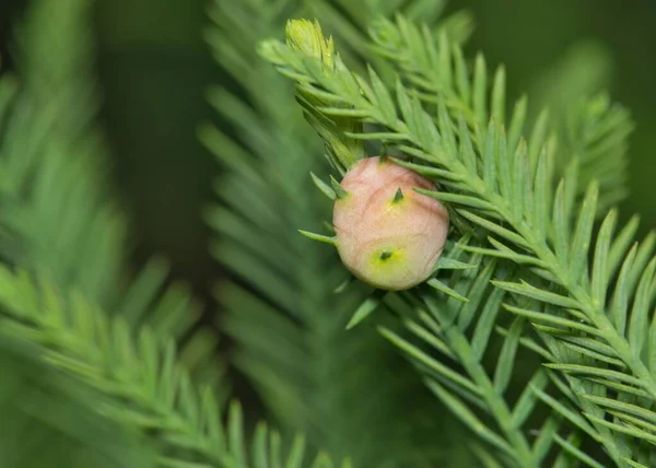 位于美国德克萨斯州休斯顿市的光秃秃的柏树 Taxodium Distichum 分离叶和不成熟的锥形种子荚 在美国各地发现的杜鹃科的针叶树 — 图库照片