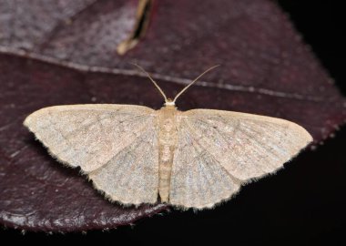 Solaryum dalga güvesi (Pleuroprucha insulsaria) erkek ve gece Loropetalum yaprakları, sırt manzarası. ABD ve diğer ülkelerde jeometre güvesi bulundu.