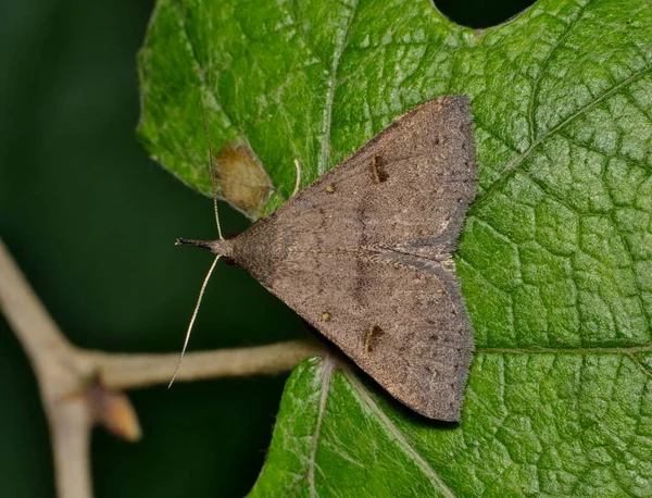 Speckled Renia Moth Renia Adspergillus Uma Folha Noite Vista Dorsal — Fotografia de Stock