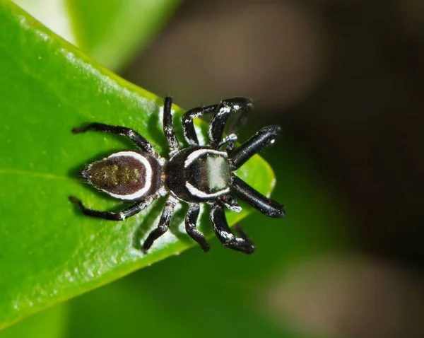 Стрибаючий Павук Messua Limbata Індійському Листку Ячменю Спинний Вид Цей — стокове фото