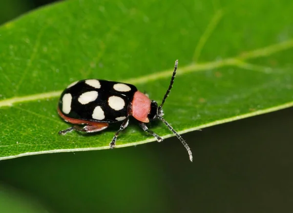 Eight Spotted Flea Beetle Omophoita Cyanipennis Crawling Oak Leaf Houston — Stockfoto