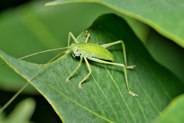 Katydid Nymfa Tettigoniidae Hustém Čínském Listoví Také Volal Bush Crickets — Stock fotografie