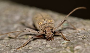 Lesser Ivory-marked Beetle (Eburia mutica) on a tree in Houston, TX selective focus front view. Wood-boring beetle found in the Southern USA states.