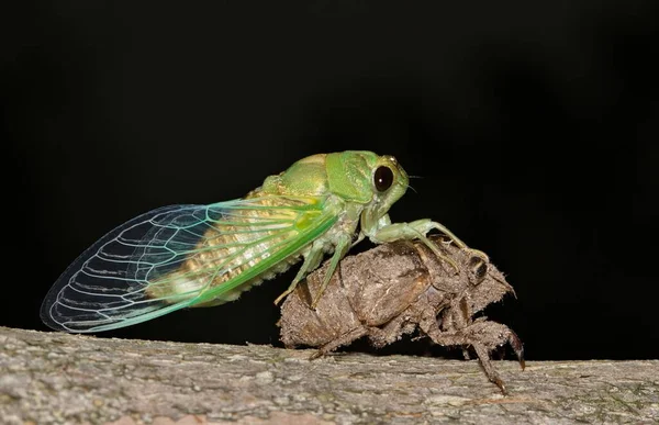 Cicada Emergiendo Caparazón Exuvia Árbol Crepe Myrtle Houston Por Noche —  Fotos de Stock