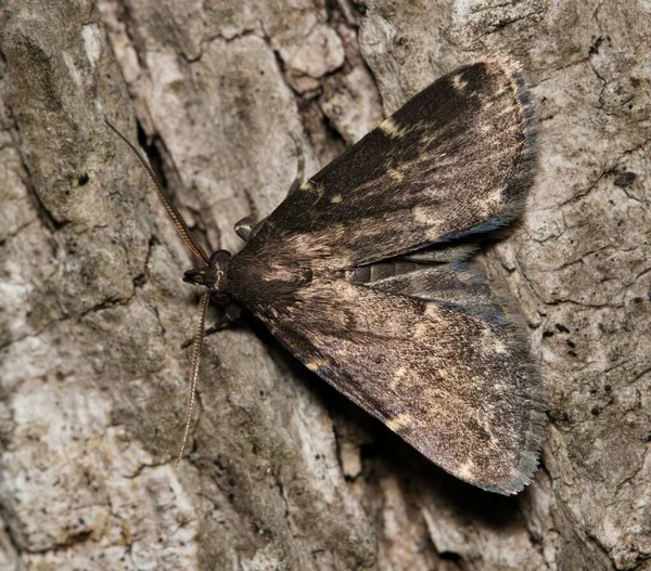 松树皮上有光滑的黑色伊迪亚蛾 Idia Lualis 背向视野 在美国和加拿大发现的物种 以树叶 苔藓和真菌为食 — 图库照片