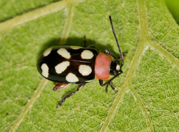 Eight Spotted Flea Beetle Omophoita Cyanipennis Grape Leaf Dorsal View — Stock Photo, Image