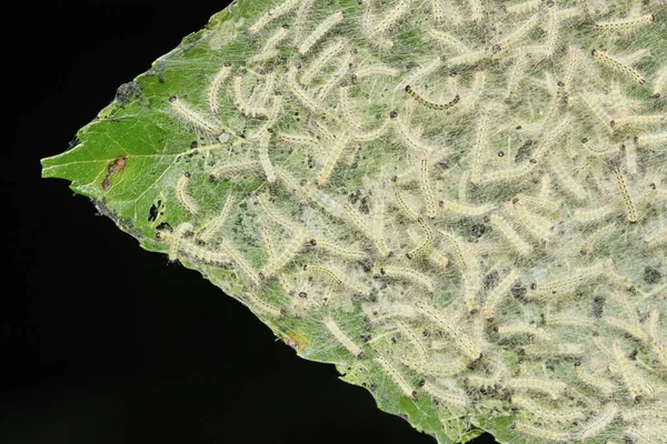 Queda Webworm Hyphantria Cunea Colônia Lagartas Criando Ninhos Grandes Folhas — Fotografia de Stock