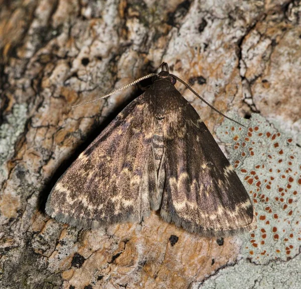松树皮上有光滑的黑色伊迪亚蛾 Idia Lualis 背向视野 在美国和加拿大发现的物种 以树叶 苔藓和真菌为食 — 图库照片