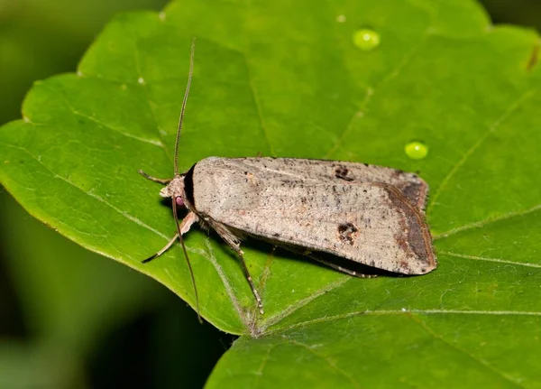 Zöld Cutworm Moth Anicla Infecta Egy Levél Houston Oldalnézetben Usa — Stock Fotó