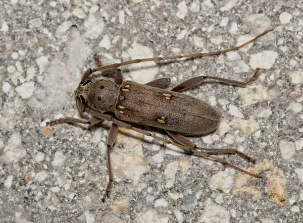 Μικρότερη Ivory Σήμανση Beetle Eburia Mutica Στην Επιφάνεια Του Τσιμέντου — Φωτογραφία Αρχείου