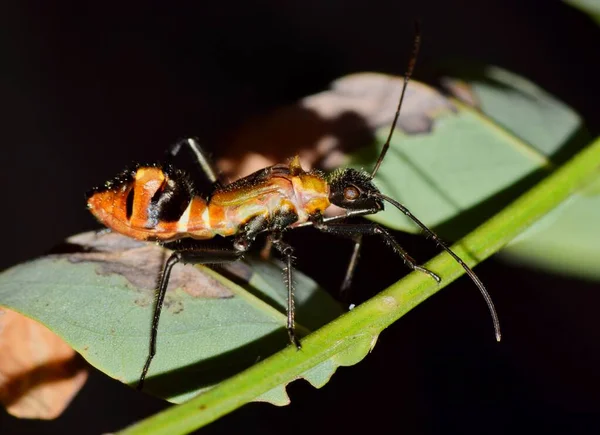 テキサス州ヒューストン の夜間に植物の茎の上にバグナフ ヘルシンメナス を足した 世界中で発見されたヘテロプラテのブロードヘッド虫昆虫の種 — ストック写真