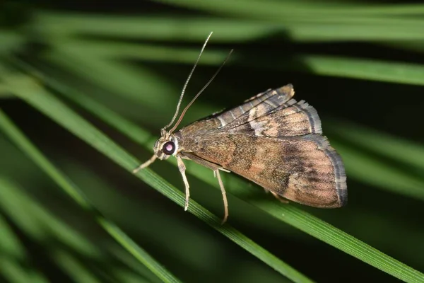 ヒューストン Txの夜に松の針にビートのウェブワームのモットー Hymenia Perspecectalis を点検しました 世界中で発見されている昆虫の種のレピドプラテの順序 — ストック写真