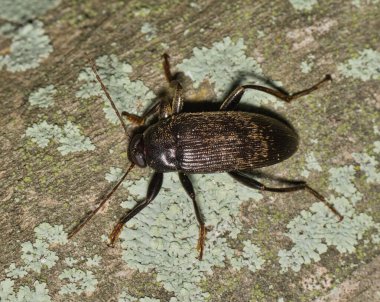 Comb-Clawed Beetle Lobopoda socia on a tree with lichen. Insect belonging to the family Tenebrionidae of Darkling beetles found in the Southern USA.