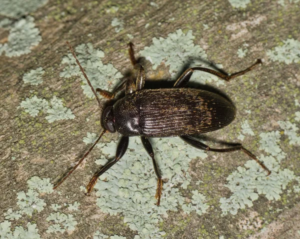 Käfer Lobopoda Socia Auf Einem Baum Mit Flechten Insekt Der — Stockfoto