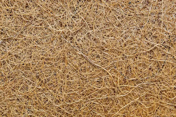 Coconut fiber solid background image. Material is used for many purposes including gardening and manufacturing of doormats, brushes and mattresses.