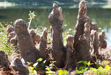 Houston, TX 'teki bir tatlı su gölünün kenarından çıkan kel Cypress diz yapısı. Ağaç kökleri üzerinde bilinmeyen işlevleri olan odunsu büyümelerdir..