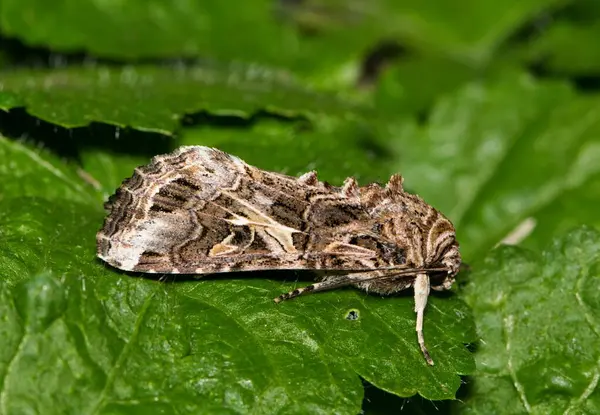Amarillo Rayas Armyworm Moth Spodoptera Ornithogalli Descansando Cardos Houston Vista — Foto de Stock