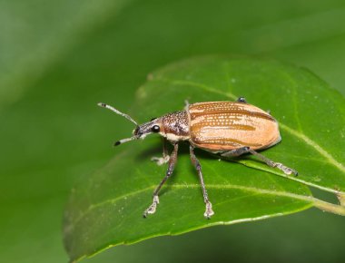 Diaprepes Root Weevil (Diaprepes kısaltması) Houston, TX 'te Yaupon Holly' den ayrılıyor. Pek çok ekine zarar verebilecek zararlı bir böcek, özellikle narenciye..