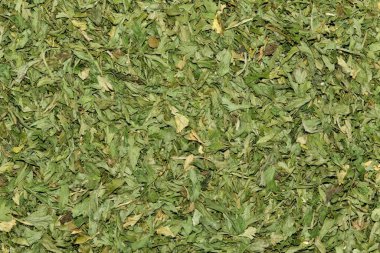 Kurutulmuş Maydanoz bitkisel yeşil arka plan görüntüsünü bozar. Petroselinum crispum dünya çapında yaygın olarak kullanılan bir sebze garnitürüdür..
