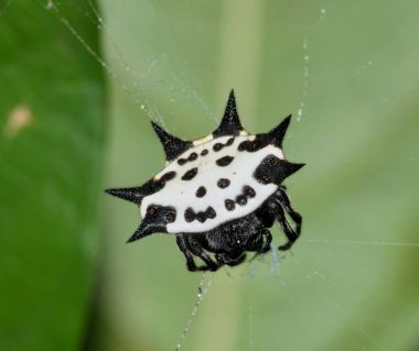 Spinybacked orbweaver spider (Gasteracantha cancriformis) female in its web, dorsal view macro in Houston, TX USA. clipart