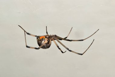 Kahverengi Dul Örümcek (Latrodectus geometricus) ağ kenarındaki kopya uzayında. Doğanın haşere kontrolü kavramı.