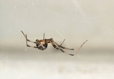 Kahverengi Dul Örümcek Latrodectus geometriksi web tarafında doğa haşere kontrolü.