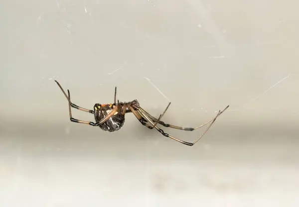 Brown Widow Spider Latrodectus Geometricus Espacio Copia Vista Lateral Web Imágenes de stock libres de derechos