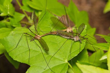 Crane flies mating (Tipuloidea), two males fighting over female, insect nature Springtime pest control breeding. Daddy longlegs, mosquito hawks. clipart